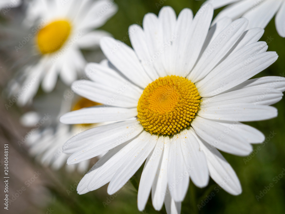 Fototapeta premium Macro Close Up of a White Daisy with a Yellow Center and Soft Bokeh