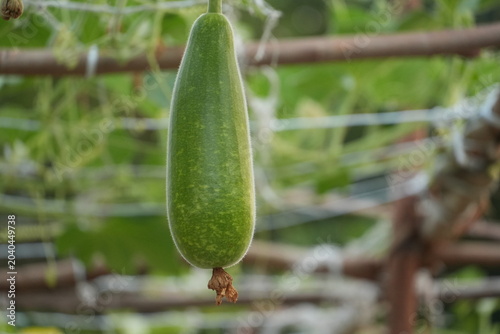 Fotografi A slender green bottle gourd hangs vertically from an overhead garden trellis
