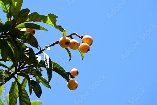 Фотография Japanese loquat (Rhaphiolepis bibas) fruits