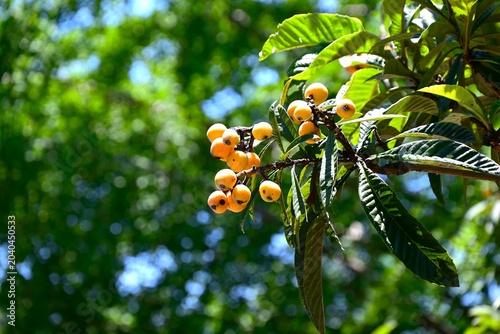Tableau sur toile Japanese loquat (Rhaphiolepis bibas) fruits