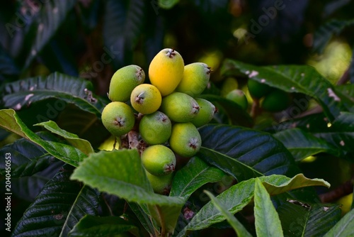 Tableau sur toile Japanese loquat (Rhaphiolepis bibas) fruits