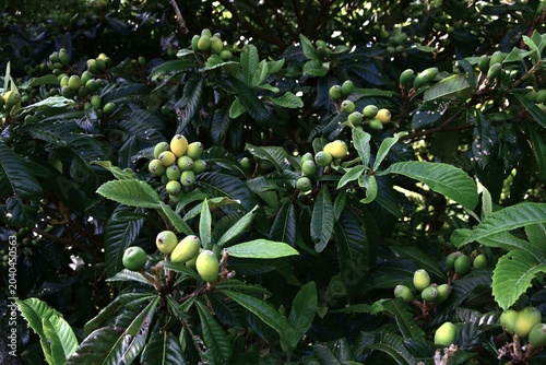 Tableau sur toile Japanese loquat (Rhaphiolepis bibas) fruits