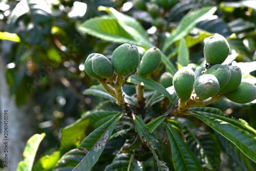 Billede på lærred Japanese loquat (Rhaphiolepis bibas) fruits