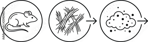 Canvastavla Hantavirus transmission cycle rodent to human infection