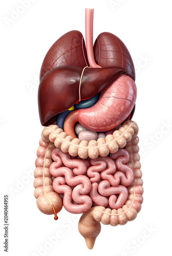 Detailed 3D illustration of human internal organs, showing the digestive system, stomach, intestines, liver, and lungs, perfect for medical education and biology studies