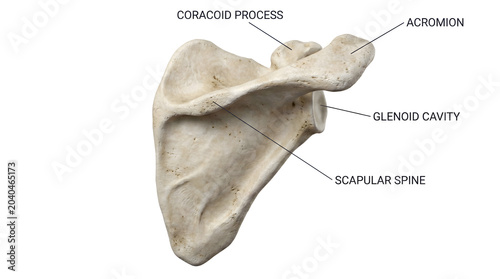 Accurate 3D illustration of human scapula, detailing acromion, coracoid process, glenoid cavity, and scapular spine, for medical and anatomical education