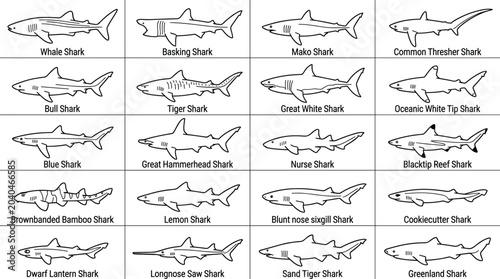 Detailed shark species outline collection featuring marine predators ocean wildlife aquatic biology and scientific identification illustrations