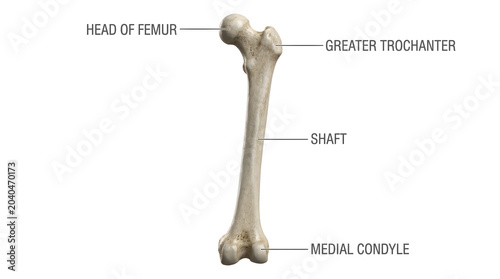 Anatomical illustration of the human femur bone, providing a comprehensive visual guide to its major sections and structural features, perfect for scientific and medical study