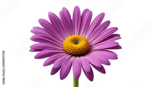 Purple daisy flower with yellow center, isolated on white background, purple flower