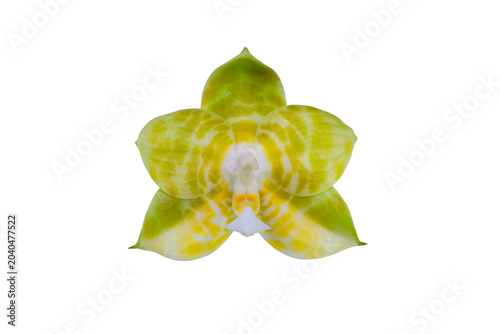Close up of beautiful phalaenopsis mituo reflex flava orchid flower with isolated on transparent background, PNG