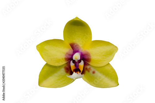 Close up of beautiful phalaenopsis mituo golden tiger orchid flower  with isolated on transparent background, PNG