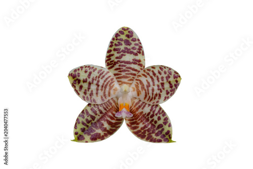 Foto Close up of beautiful phalaenopsis david lim orchid flower with isolated on tran