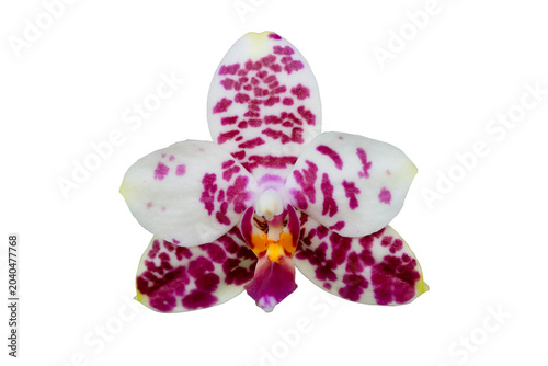 Close up of beautiful phalaenopsis gelblieber wilson orchid flower with isolated on transparent background, PNG
