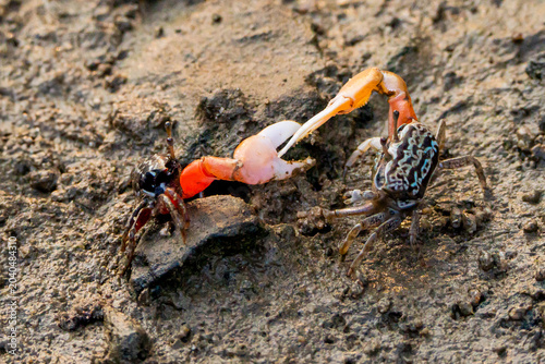 crab on the sand