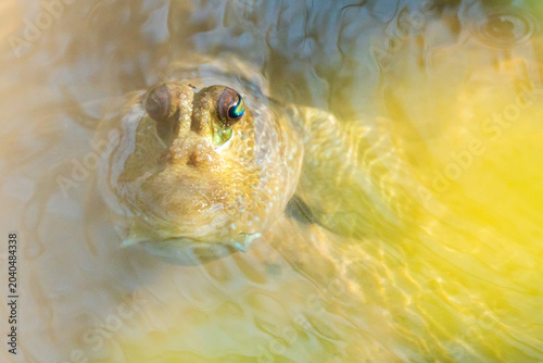 fish in the water