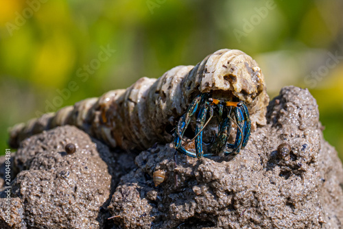 crab on the sand