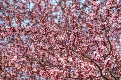 Obraz na płótnie Plum splayed Pissardi (tree), Sicheslavskaya Embankment, Dnipro city, Dnipropetr