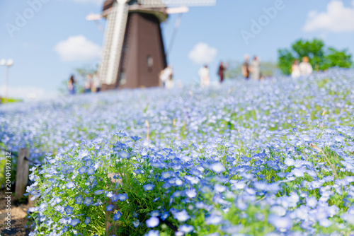 Spring Nemophila Flower Field with Windmill Under Blue Sky