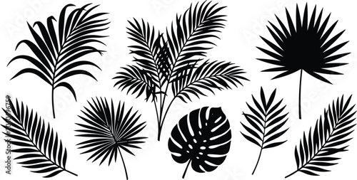 Tropical palm leaf silhouettes, black jungle foliage vector set, exotic monstera and fan palm fronds for summer design branding isolated on White Background