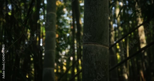 Closeup silhouette of bamboo in beautiful thicket