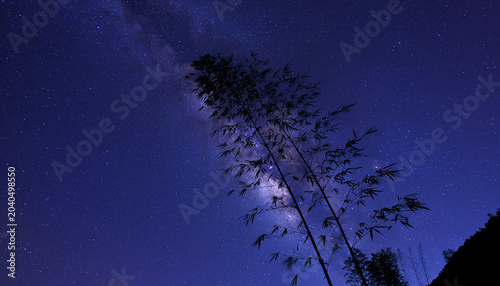 Stunning Milky Way galaxy over a bamboo forest at night with starry sky background