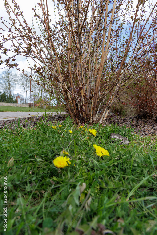 Fototapeta premium Yellow dandelion flowers blooming under green bush
