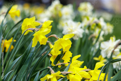 Φωτογραφία Field of yellow and white spring narcissus flowers