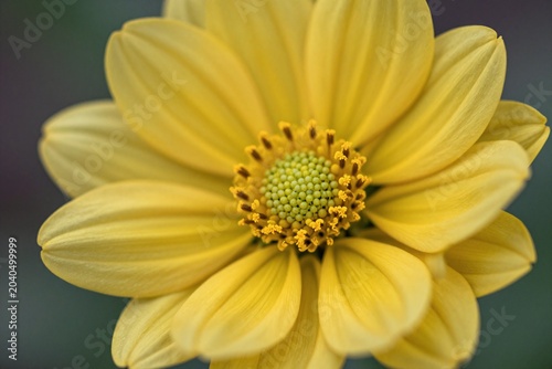 A single yellow flower with a green center