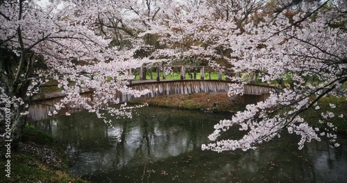 Kid with backpack walking across wooden bridge near beautiful cherry blossom trees - steady cam shot