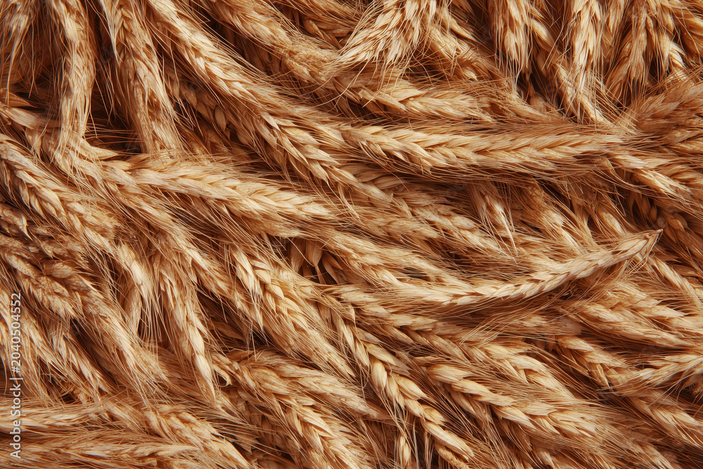 Fototapeta premium Golden wheat ears close up