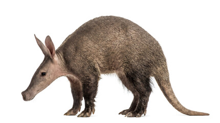 Aardvark standing on a white background, a unique African mammal with a long snout and large ears, captured in a studio shot