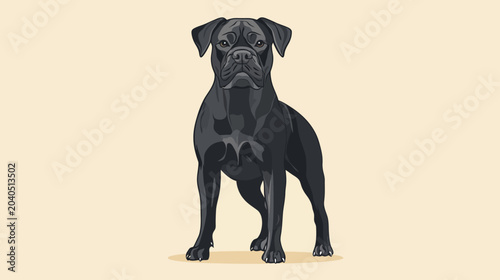 A muscular black dog stands alert on a pale beige background,  forepaws forward