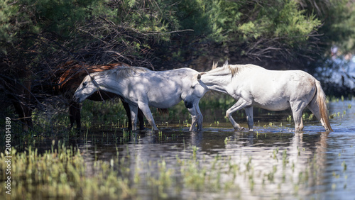 Φωτογραφία White mustang wild horses at the Coon Bluff area of the Salt River near Mesa Ari