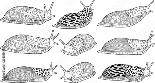 Foto Leopard Slug and Garden Pest Sketch Vector Set Featuring Terrestrial Gastropod M