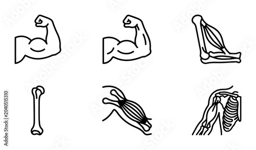 Fotografie Human Anatomy Icons: Biceps, Triceps, Bone, Muscle, Shoulder, Arm Vector Set
