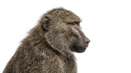 Close-up profile of a baboon's head against a white background, highlighting its fur texture and facial features