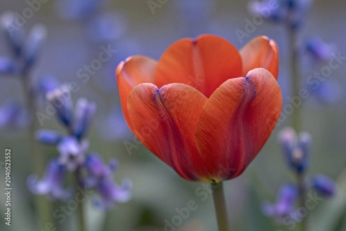 A single red tulip in the middle of a field of blue flowers