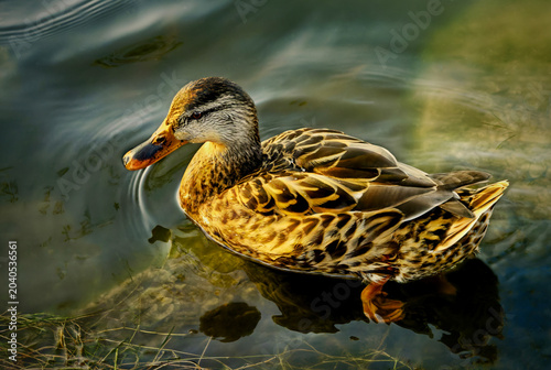 фотографія Female mallard in profile, gorgeous warm golden light bathing feathers in amber tones, reflection in clear lake water