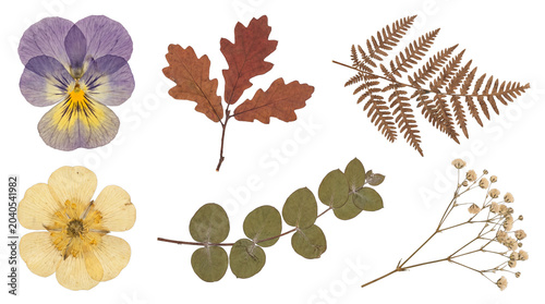 Fotografie Herbarium set with pressed autumn leaves and dried flowers