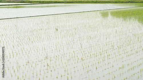 Rice Paddy Field After Planting in the Japanese Countryside