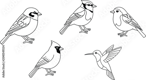 Photography Set of cute wild birds in line art style for coloring book pages