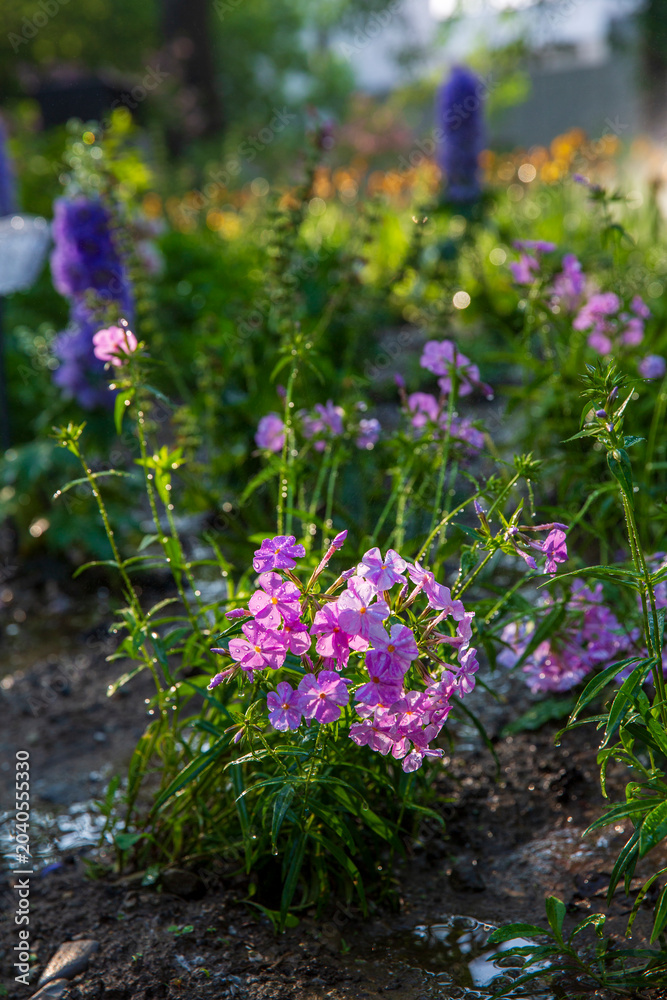 Obraz premium Medicinal and ornamental Phlox in full bloom.