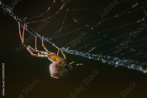 Fotografia Araña