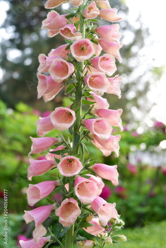 Schilderij op canvas Foxglove (Digitalis purpurea) flowering plant with tall spikes of purple-pink bell-shaped blossoms