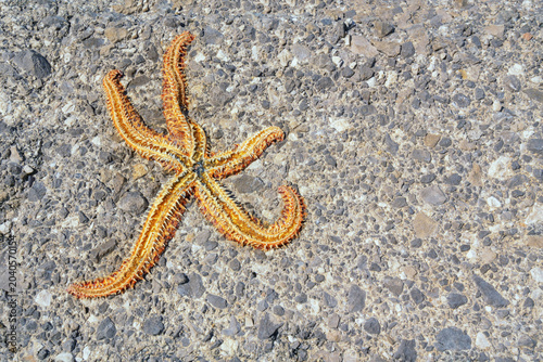 Dried sea star on rocky seashore