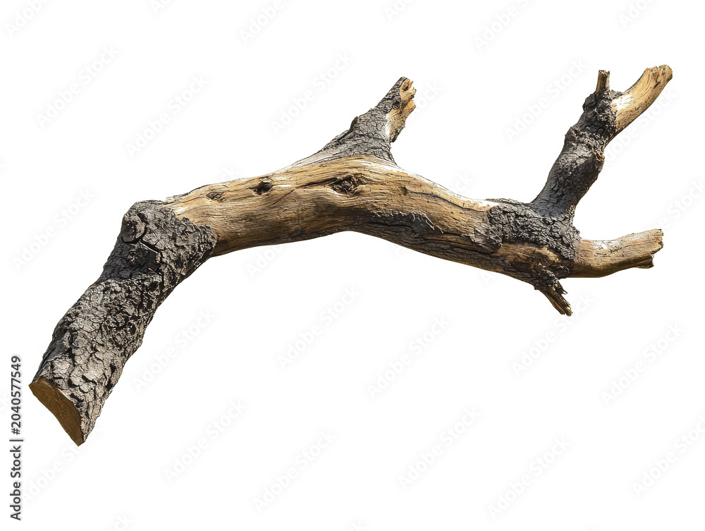 Fototapeta premium Driftwood branch isolated on white background