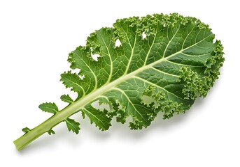 Fresh kale leaf isolated on white background healthy food concept