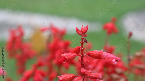 Scarlet Sage Flower Close-Up 