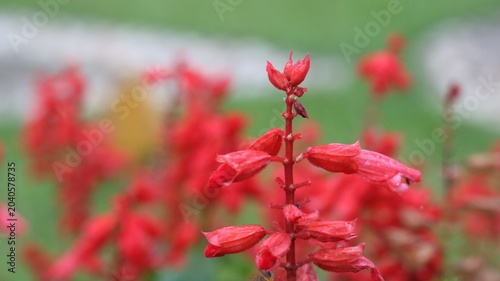 Scarlet Sage Flower Close-Up 