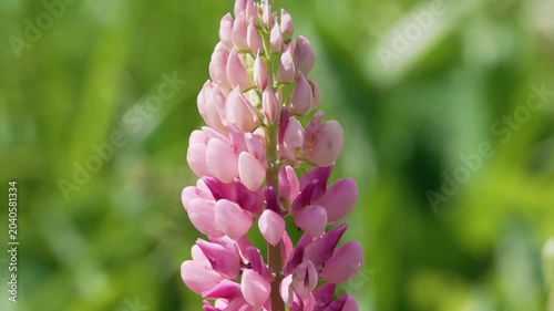 A pink garden lupine flower spike stands out against a blurred green background. Soft sunlight highlights the delicate pea-like blossoms.